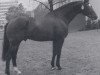 stallion Pik Boy (Bavarian, 1981, from Pik Bube I)
