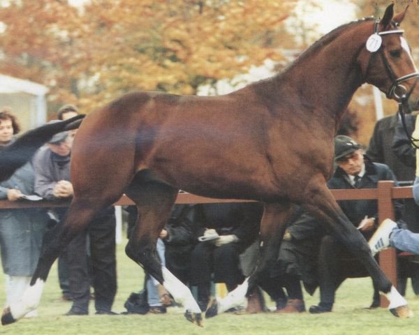 stallion Romantiko (Hanoverian, 1992, from Ritual)