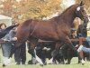 stallion Romantiko (Hanoverian, 1992, from Ritual)