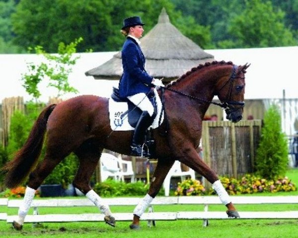 stallion Riant 116 FIN (Royal Warmblood Studbook of the Netherlands (KWPN), 1998, from Jazz)