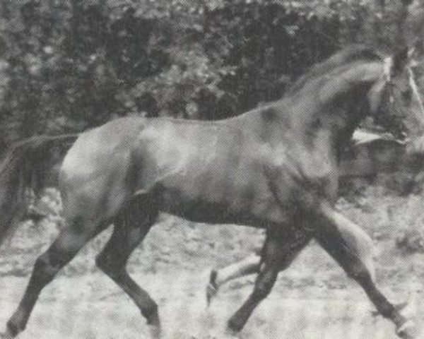 stallion Jalisco Junior (Selle Français, 1981, from Jalisco B)