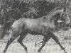 stallion Jalisco Junior (Selle Français, 1981, from Jalisco B)