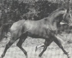 Deckhengst Jalisco Junior (Selle Français, 1981, von Jalisco B)