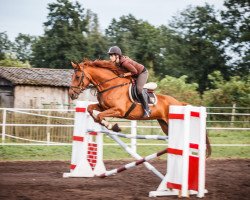 broodmare Caprio Sun (Hanoverian, 2007, from Charming Boy 38)