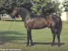 stallion Big Spruce xx (Thoroughbred, 1969, from Herbager xx)