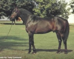 stallion Big Spruce xx (Thoroughbred, 1969, from Herbager xx)