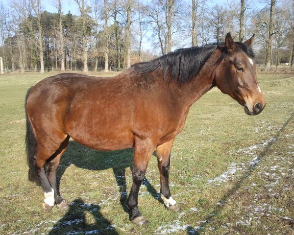 Zuchtstute Lakisha (Oldenburger, 1998, von Laurion)