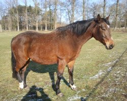 broodmare Lakisha (Oldenburg, 1998, from Laurion)