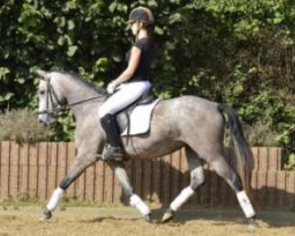 horse Malibu (German Riding Pony, 2008, from Mondego)