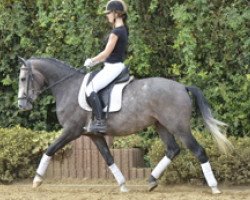 horse Chablis (German Riding Pony, 2009, from Chardonnay)