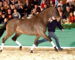 broodmare Bold-Fantasy (Oldenburg, 1990, from Landadel)