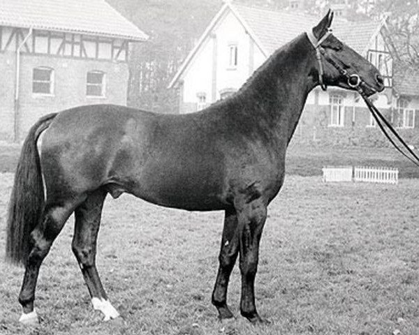 stallion Diolen (Hanoverian, 1964, from Duft II)