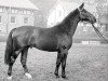 stallion Diolen (Hanoverian, 1964, from Duft II)