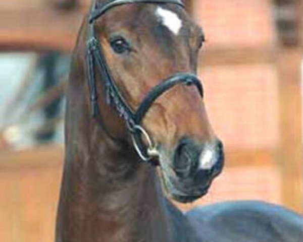 stallion Carenaro (Holsteiner, 2004, from Caretino)