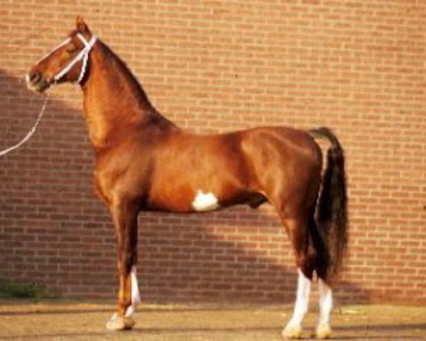 stallion Fabricius (Royal Warmblood Studbook of the Netherlands (KWPN), 1987, from Renovo)