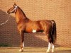 stallion Fabricius (KWPN (Royal Dutch Sporthorse), 1987, from Renovo)