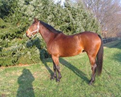 broodmare Cordina (Rhinelander, 2001, from Cordino)