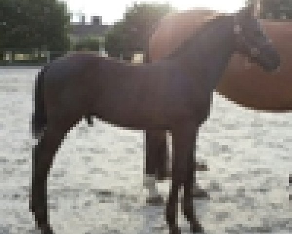 stallion Calle vom Kiez 2 (Westphalian, 2012, from Cornet Obolensky)