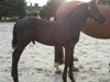 stallion Calle vom Kiez 2 (Westphalian, 2012, from Cornet Obolensky)