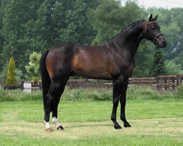 stallion Tuschinski (KWPN (Royal Dutch Sporthorse), 2000, from Krack C)