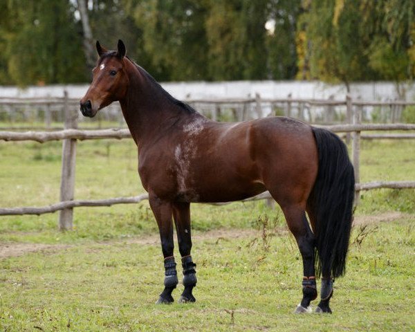 broodmare Viranka (KWPN (Royal Dutch Sporthorse), 2002, from Kennedy)