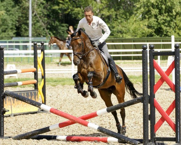 Zuchtstute Umirande (KWPN (Niederländisches Warmblut), 2001, von Heraldik xx)