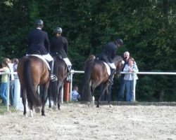 dressage horse Sanio 2 (Zweibrücken, 2008, from Santano)