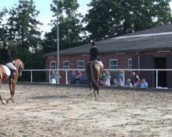 dressage horse Elbing (Trakehner, 2008, from Kostolany)