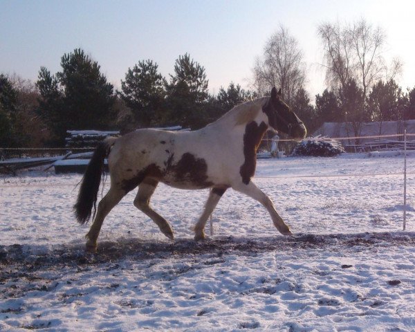 horse Granda (Polish Heavy Draft, 2007, from Gawon)