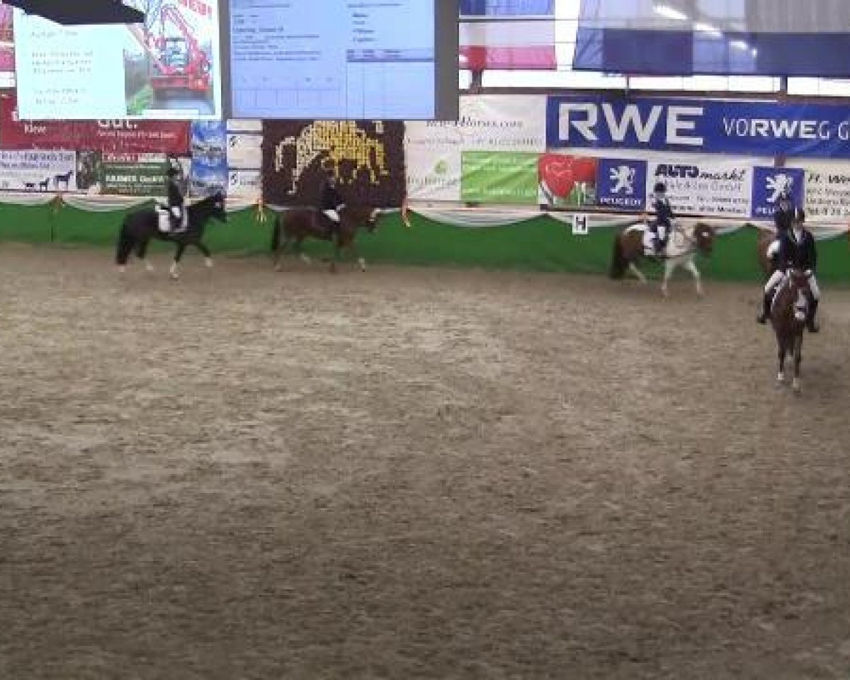 Springpferd Dancing Queen III (Deutsches Reitpony, 2007, von Nibelungenheld II)