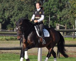 dressage horse Laus-Bub (Mecklenburg, 2004, from Licanto)