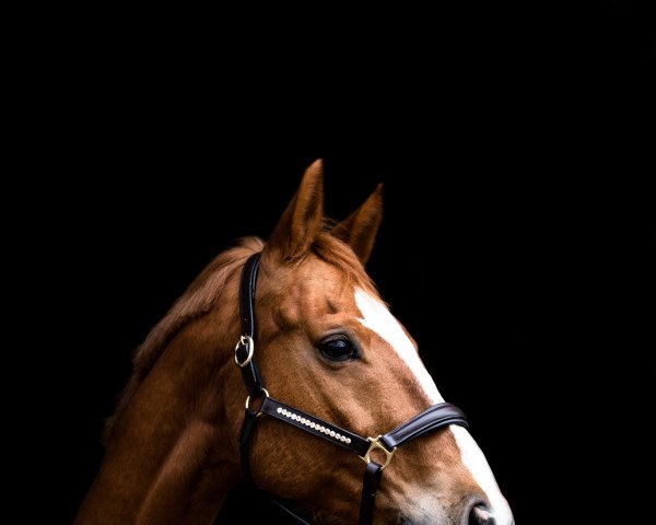 jumper Cascadeur des Cœurs (Oldenburg show jumper, 2008, from Check In 2)