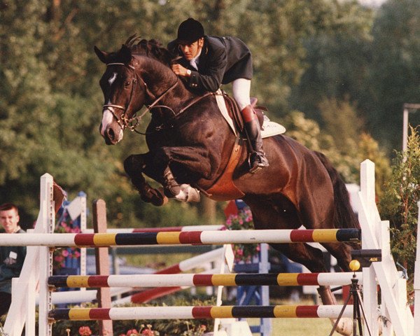 Deckhengst Fein G (Schwedisches Warmblut, 1989, von Feinschnitt I)