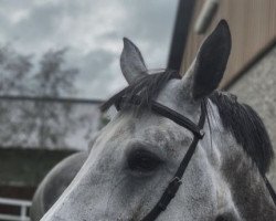 jumper Filippina Foxglen (Selle Français, 2015, from Unione de L'Ilatte)