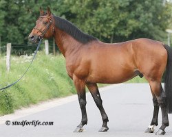 stallion Jah's Diamant (Selle Français, 1997, from Galoubet A)