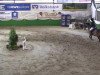 jumper Dario vd Roshoeve (Belgian Warmblood, 2003, from Electro)