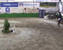 jumper Dario vd Roshoeve (Belgian Warmblood, 2003, from Electro)