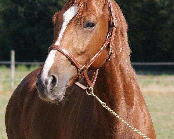 dressage horse Pippilotta Viktualia (Oldenburg, 2004)