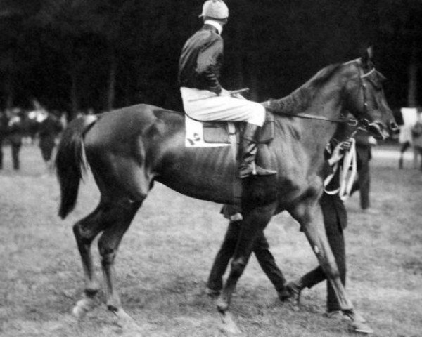 Pferd Ksar xx (Englisches Vollblut, 1918, von Bruleur xx)