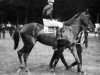 stallion Ksar xx (Thoroughbred, 1918, from Bruleur xx)