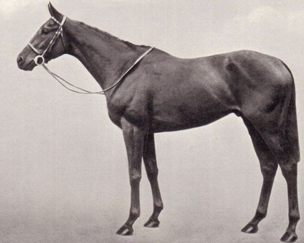 stallion Ut Majeur xx (Thoroughbred, 1927, from Ksar xx)
