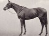 stallion Ut Majeur xx (Thoroughbred, 1927, from Ksar xx)