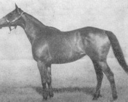 broodmare Mamuska xx (Thoroughbred, 1944, from Ut Majeur xx)