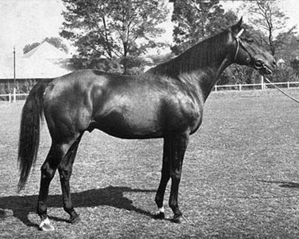 stallion Masis xx (Thoroughbred, 1952, from City xx)