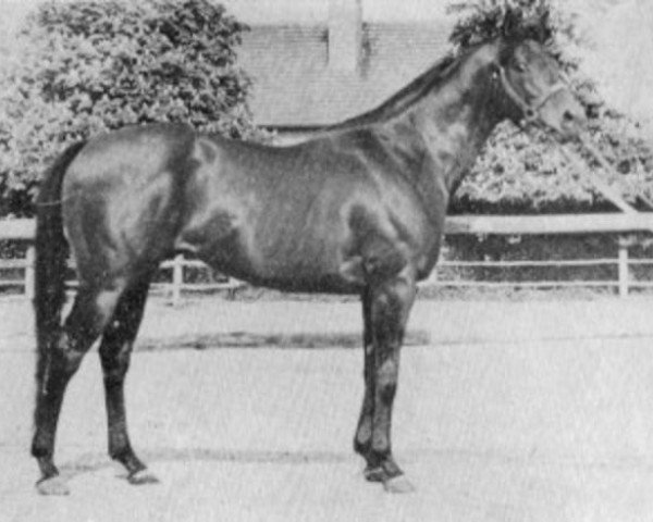 stallion Lyon xx (Thoroughbred, 1959, from Masis xx)