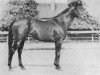 stallion Lyon xx (Thoroughbred, 1959, from Masis xx)
