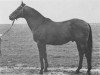 stallion Hviezdar xx (Thoroughbred, 1968, from Lyon xx)