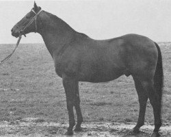 stallion Hviezdar xx (Thoroughbred, 1968, from Lyon xx)