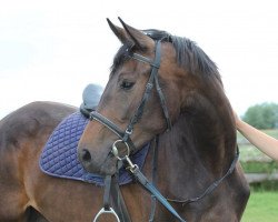 horse Baquila (Oldenburg, 2009, from Lanciano)