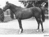 stallion Sallust xx (Thoroughbred, 1969, from Pall Mall xx)
